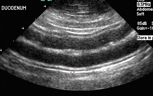 pet ultrasound near me