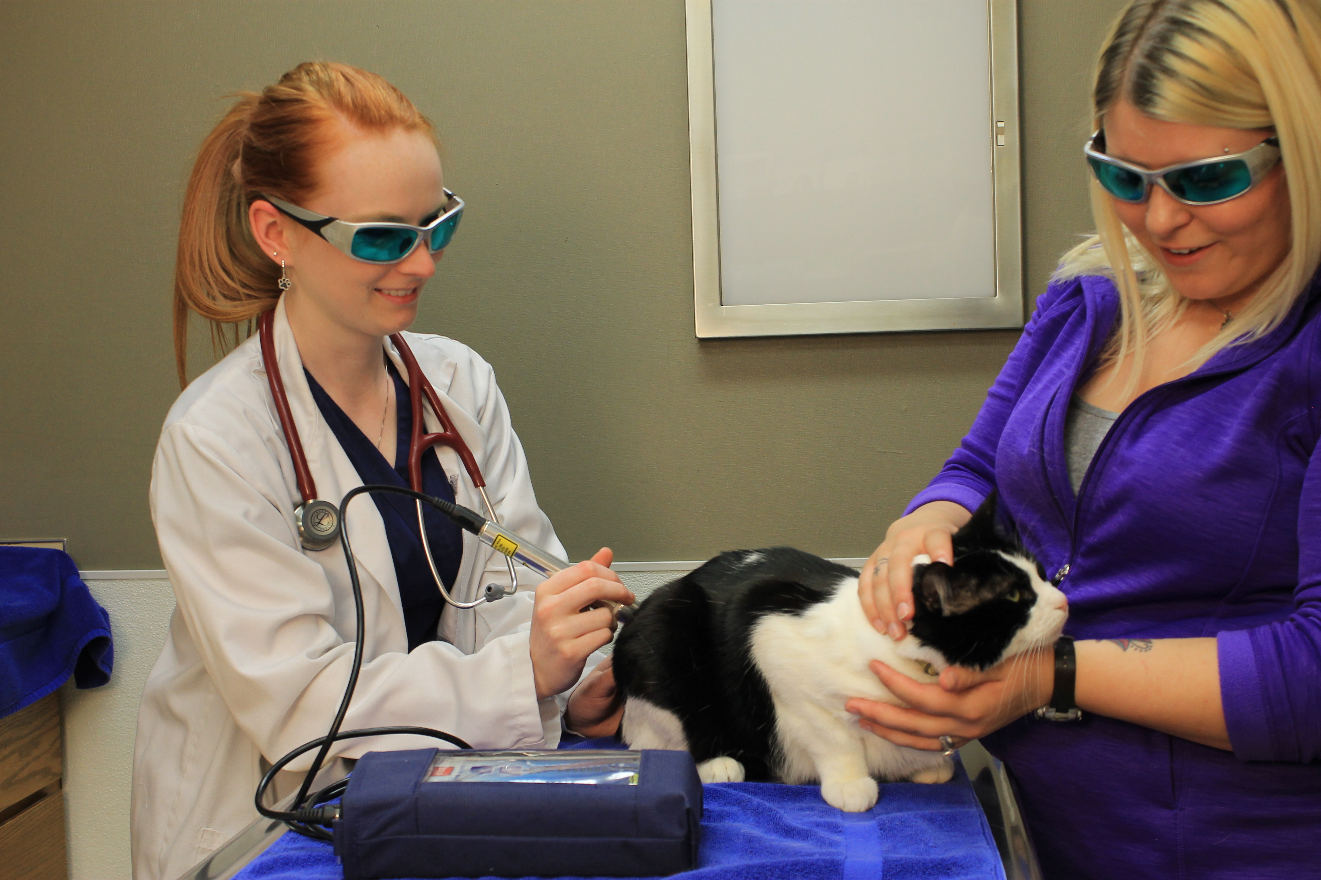 cats laser therapy alpharetta ga