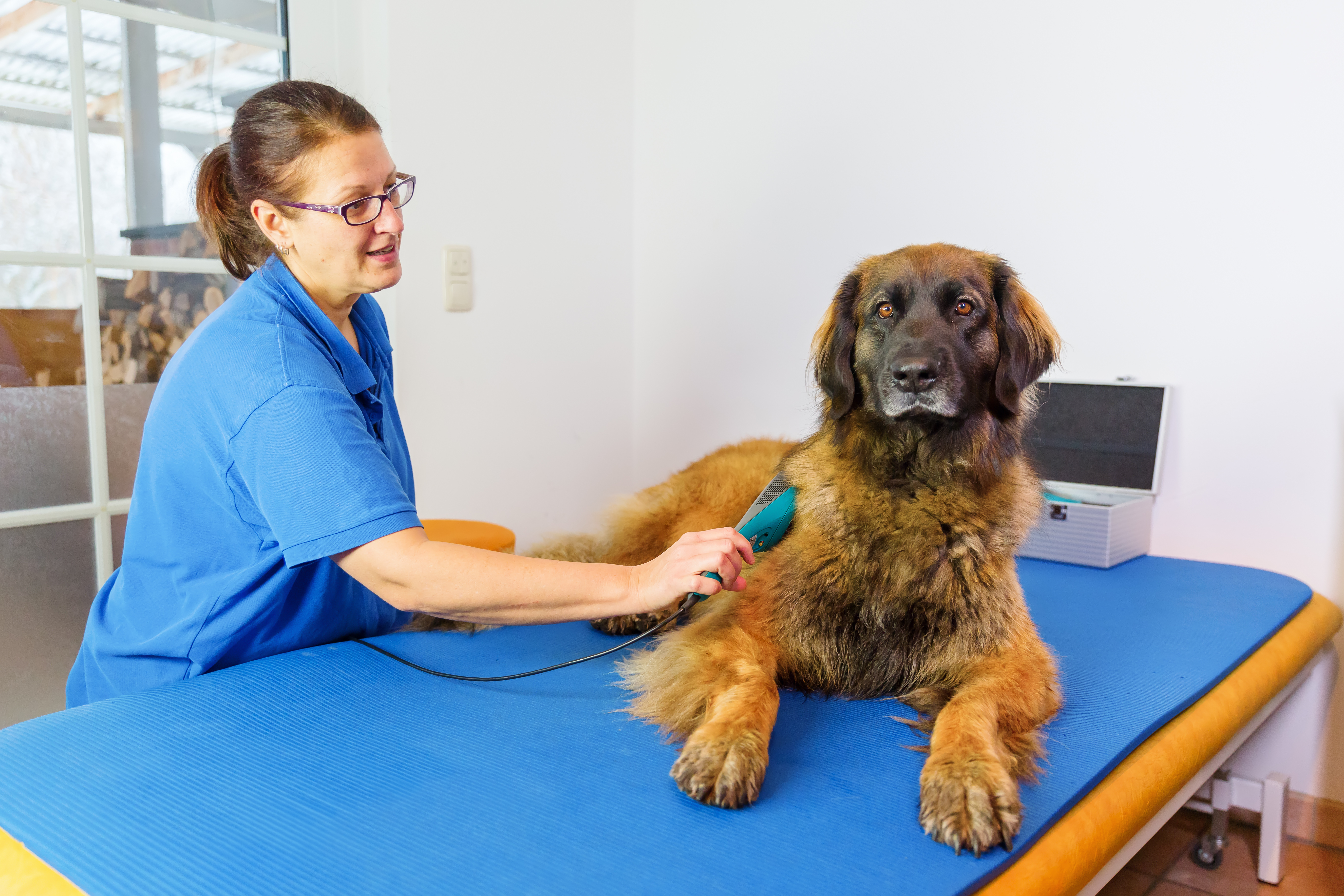 dog laser therapy georgia